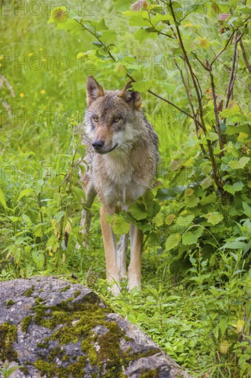 A Eurasian gray wolf (Canis lupus lupus) stands on a small hill in green vegetation, watches his surrounding