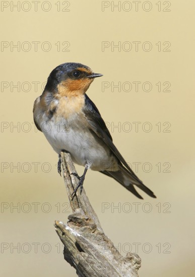 Welcome Swallow (Hirundo neoxena), Victoria, Australia
