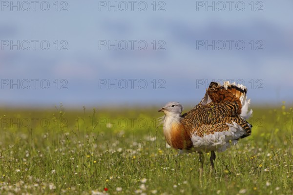 Great bustard (Otis tarda), Outarde barbue, Avutarda Común, Spain, Toledo, Hides De Calera / Great Bustard, Calera Y Chozas, Castilla La Mancha / Toledo, Spain