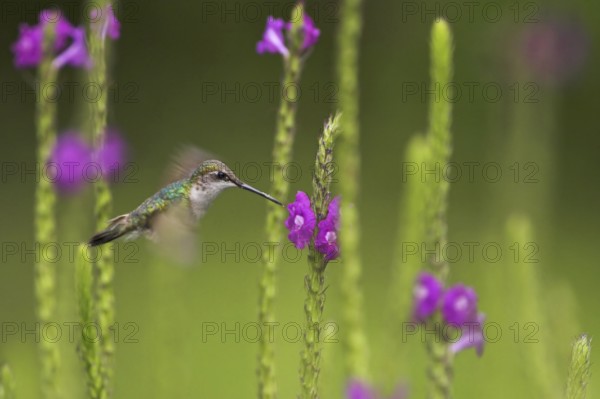 Admirable Hummingbird (Eugenes spectabilis), Costa Rica