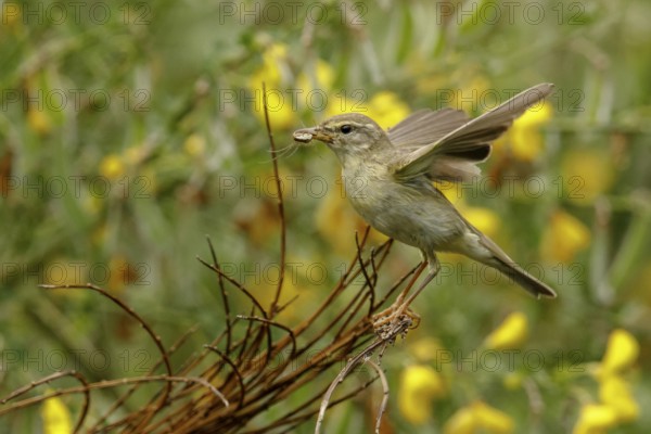 Willow Warbler (Phylloscopus trochilus) perched on a branch with food in its beak, Mecklenburg Western-Pomerania, Germany