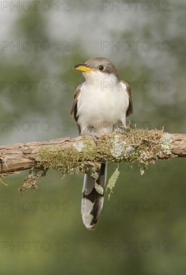 Yellow-billed Cuckoo (Coccyzus americanus) perched on a branch, Texas, USA
