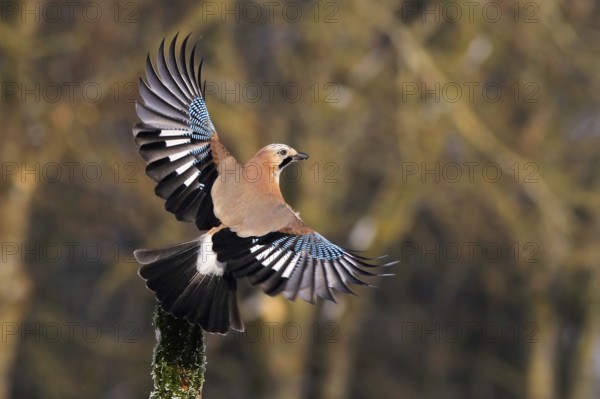 Eurasian Jay (Garrulus glandarius) flying, Baden-Wuerttemberg, Germany