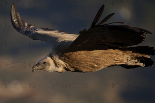 A Griffon Vulture gracefully soars over the diverse landscapes of Alicante, Spain, displaying its impressive wingspan and natural beauty in the region's clear skies