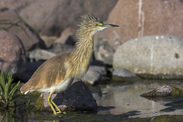 Squacco Heron (Ardeola ralloides), Lesvos, Greece