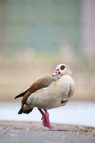Egyptian goose (Alopochen aegyptiaca), standing on a meadow, Bavaria, Germany Europe