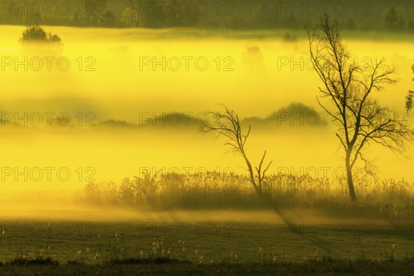 Early morning fog over the moor, birch (Betula), birch family (Betulaceae), sunrise fog, Pfrungen, Pfrunger-Burgweiler Ried, Baden-Wuerttemberg, Germany