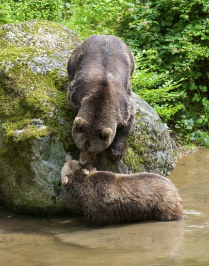 Brown bears (Ursus arctos) male and female, interaction, social behaviour, captive, Bavarian Forest National Park, Bavaria, Germany