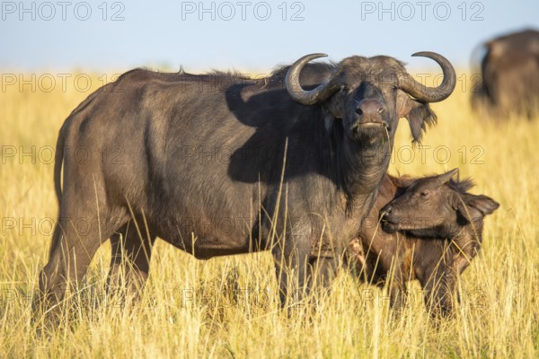 An adult buffalo with large, curved horns stands protectively close to a juvenile in the golden grass of a savannah under a clear blue sky