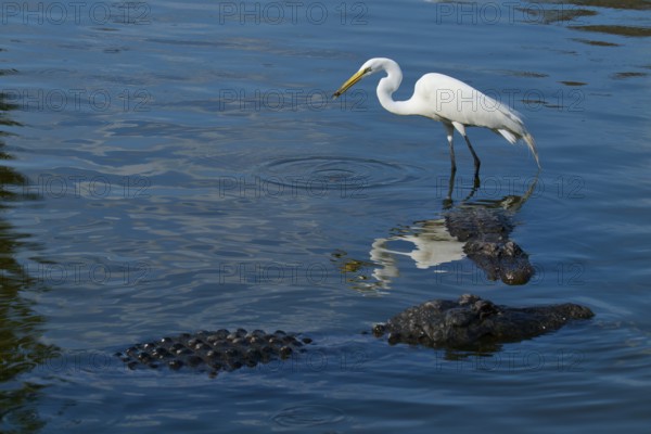 A heron stands on an alligator in the water, the picture shows reflections on the water surface, Great Egret (Egretta alba), American Alligator (Alligator mississippiensis), Orlando, Florida, USA