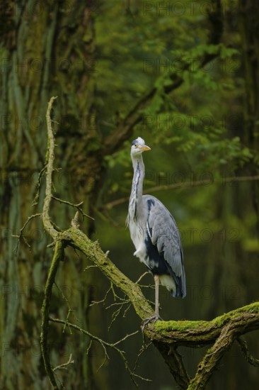 Grey heron (Ardea cinerea) standing on moss-covered tree branch in dense green forest, alert posture with long neck extended, natural woodland habitat, wildlife scene with soft blurred background, Poland