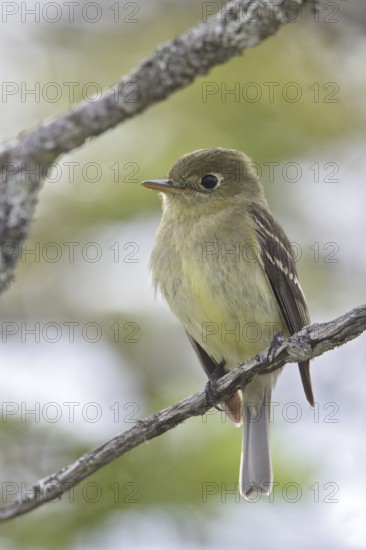 Yellow-bellied Flycatcher (Empidonax flaviventris), Newfoundland, Canada