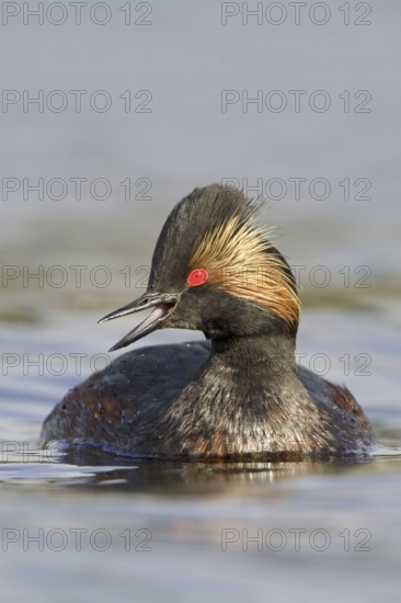 Black-necked Grebe (Podiceps nigricollis), British Columbia, Canada