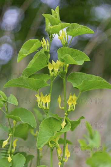 European Birthwort, (Aristolochia clematitis), plant, flower, European Birthwort family, Lobau, Vienna, Donaustadt, Vienna, Austria