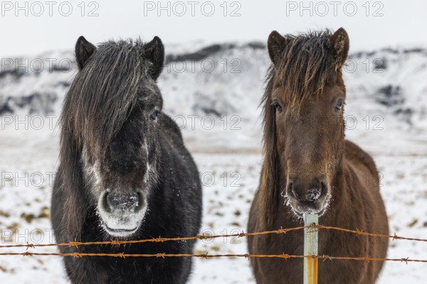 Icelandic horses (Equus ferus caballus), portrait, snow, winter, Iceland, Scandinavia