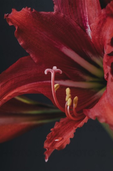 An exquisite close-up shot of a striking red amaryllis flower, highlighting its rich textures and vivid hues against a dark background