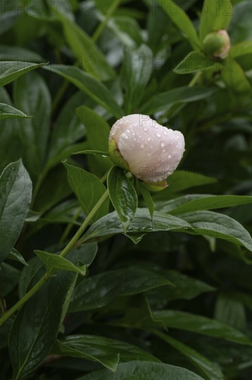 A peony flower bud adorned with fresh raindrops rests among vibrant green leaves, capturing the serene beauty of nature after a gentle spring rain shower