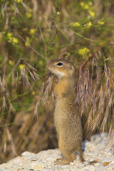 European ground squirrel, (Spermophilus citellus), Plain squirrel, Animals, Mammals, Eurasian red squirrel genus, Stands upright, Muselievo, Muselievo, Pleven, Bulgaria