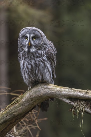 One great grey owl (Strix nebulosa) sitting on the root of a fallen spruce tree
