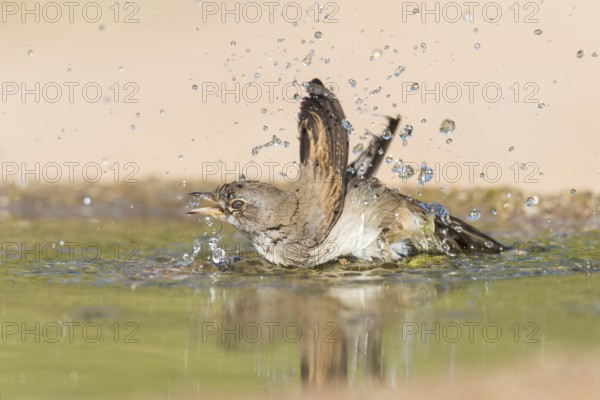 Lesser Whitethroat (Sylvia curruca) bathing at a waterhole, Eilat, Israel