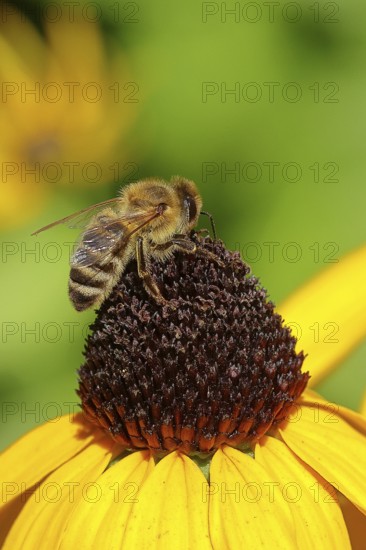 European honey bee (Apis mellifera), collecting nectar from a flower of yellow coneflower (Echinacea paradoxa), Wilden, North Rhine-Westphalia, Germany