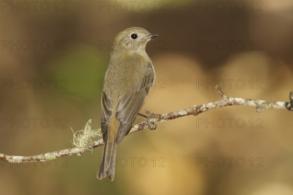 Slaty-blue Flycatcher (Ficedula tricolor) female, Doi Lang, Thailand