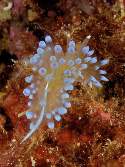 Striped Thick-billed ribbonfish (Janolus cristatus)