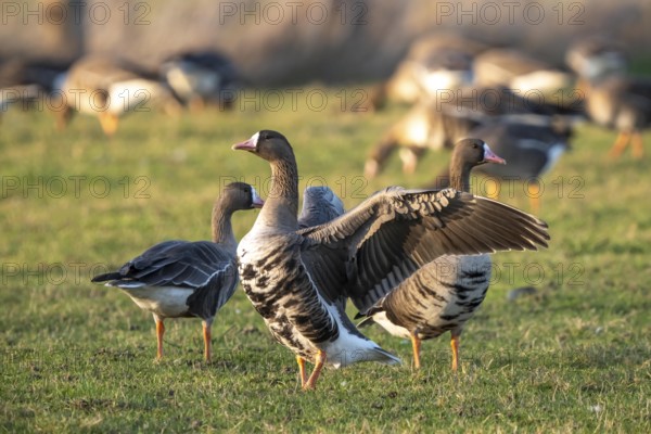 Bislicher Insel, nature reserve on the Rhine, Altrheinarm, near Xanten, Lower Rhine, Wesel district, one of the few floodplain landscapes in Germany, in winter over 20, 000 wild birds, many arctic geese species pause and hibernate, here coot geese, North Rhine-Westphalia, Germany