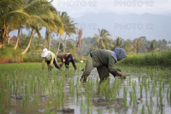 Farmers in a vibrant Indonesian paddy field work diligently planting rice seedlings. Surrounded by lush greenery and swaying palm trees, the serene setting is a testament to traditional agriculture