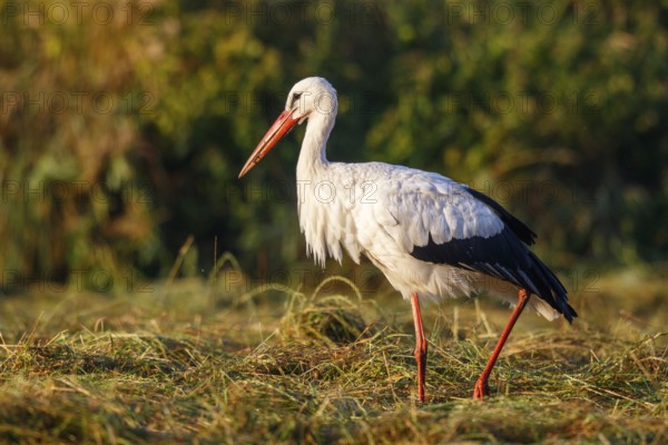 White Stork (Ciconia ciconia) foraging, North Rhine-Westphalia, Germany