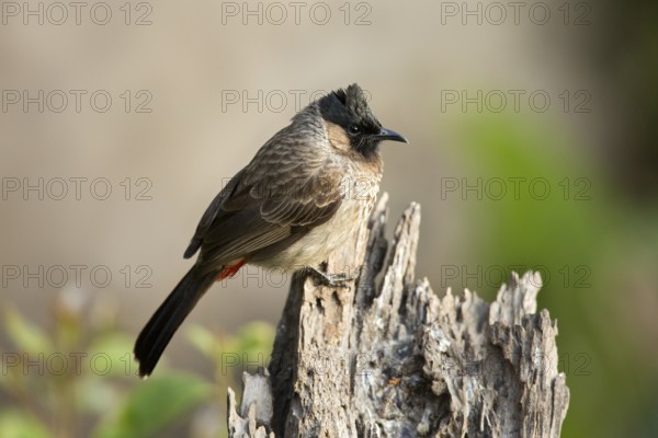 Red-vented Bulbul (Pycnonotus cafer), Yunnan, China