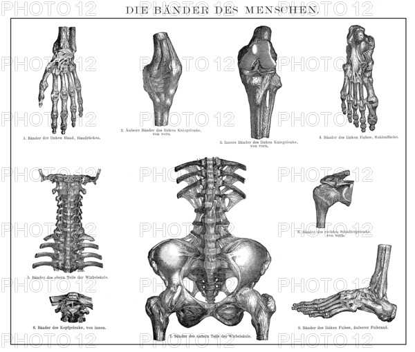 Historic illustration, 19th century, human ligaments, Bänder oder Ligamente des Menschen, historische Zeichnung, 19. Jahrhundert