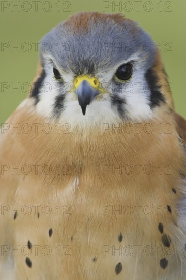 American Kestrel (Falco sparverius) male, Ontario, Canada
