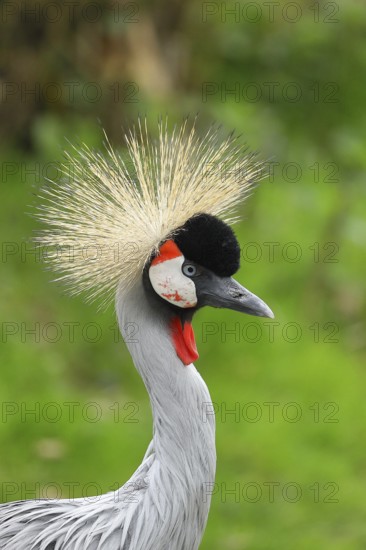 Black crowned crane (Balearica pavonina), portrait, captive, Herborn-Uckersdorf Zoo, Hesse, Germany