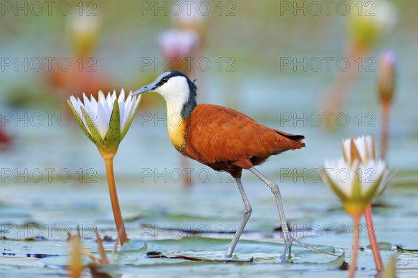 African jacana, Actophilornis africana, colorful african wader with long toes next to violet water lily in shallow water of seasonal lagoon, Botswana, Okavango delta. Bird with flower bloom