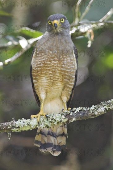 Roadside Hawk (Rupornis magnirostris), Costa Rica