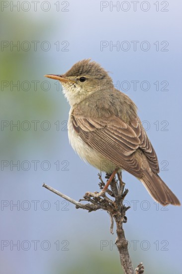 Eastern Olivaceous Warbler (Iduna pallida), Greece