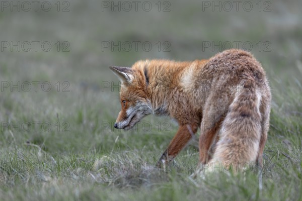 The red fox (Vulpes vulpes) takes no notice of me and continues to hunt with concentration, marked by life, injury to the lip, rearing young, May, Denmark