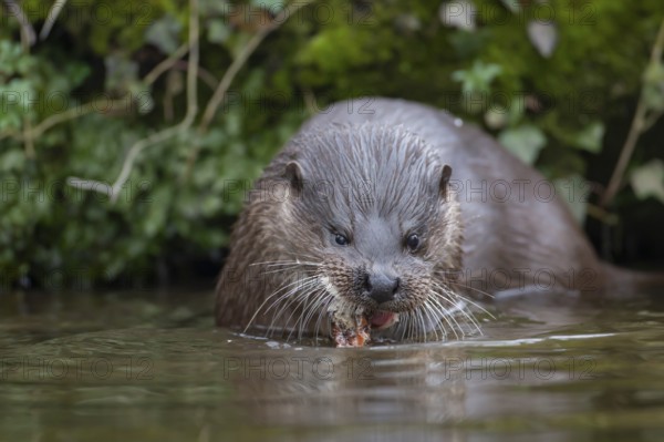 European otter (Lutra lutra) adult animal feeding on a fish in a river, Norfolk, England, United Kingdom