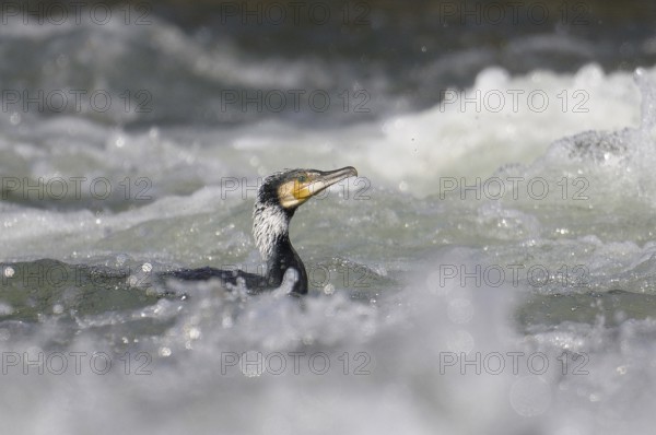 Great Cormorant (Phalacrocorax carbo), North Rhine-Westphalia, Germany