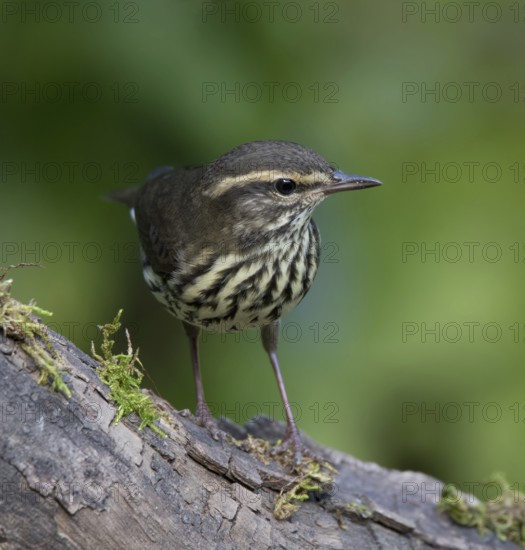 Northern Waterthrush, Parkesia noveboracensis, perched in the fall in Saskatoon, Saskatchewan