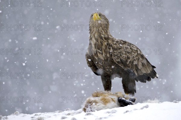 White-tailed Eagle (Haliaeetus albicilla), Norway