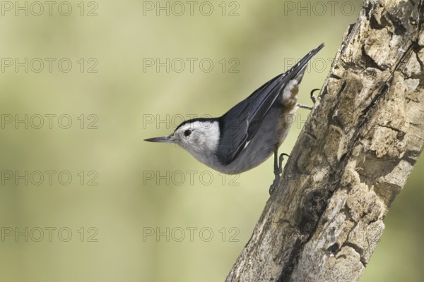 White-breasted Nuthatch (Sitta carolinensis), Arizona, USA