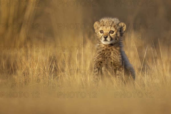 Cheetah (Acinonyx jubatus) cute cub close-up, Philippolis, South Africa