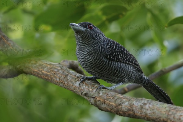 Fasciated Antshrike (Cymbilaimus lineatus) perched on a branch in the rainforest of Guyana