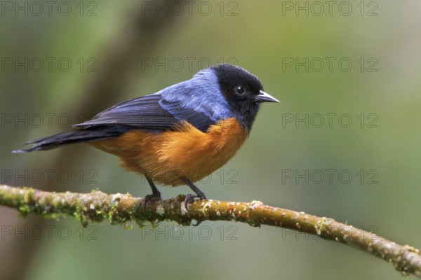 Blue-backed Conebill (Conirostrum sitticolor) perched on a branch in Ecuador, South America