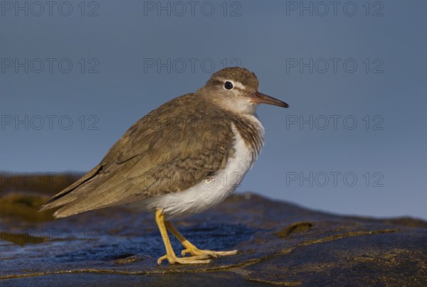 Spotted Sandpiper (Actitis macularius), California, USA