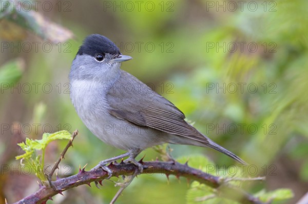 Blackcap (Sylvia atricapilla), Fauvette à tête noire, Curruca Capirotada, Branch, branch, Ormoz area, Ormoz, Podravska, Slovenia