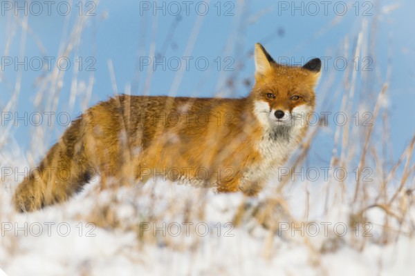 European Red Fox (Vulpes vulpes), on a snow covered field in winter, alert, with blue sky in the background, Hesse, Germany