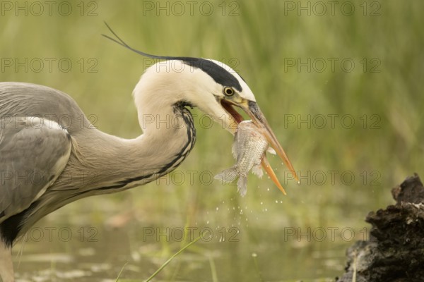 Grey Heron (Ardea cinerea) with fish prey in beak, Serbia